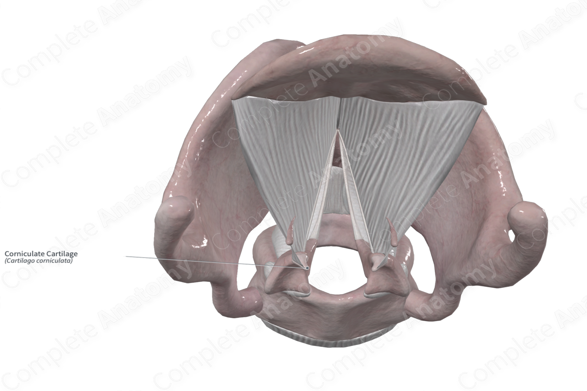 Corniculate Cartilage 