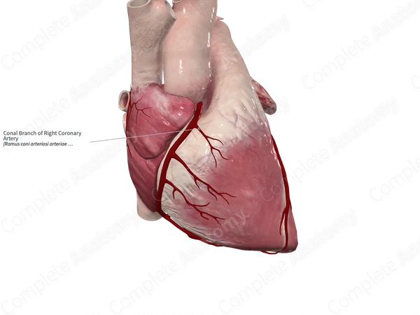 Conal Branch of Right Coronary Artery