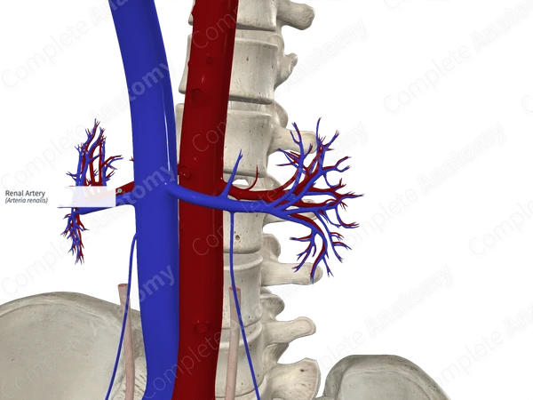 Renal Artery (Right)