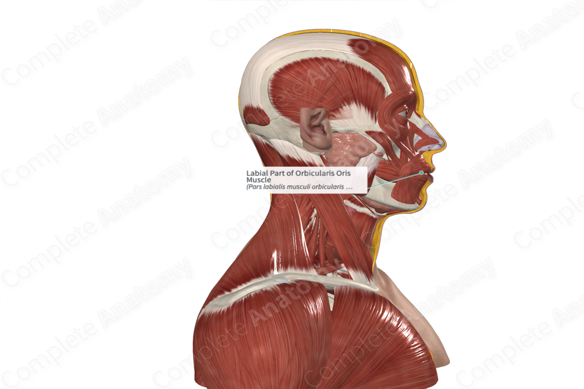 Labial Part of Orbicularis Oris Muscle Complete Anatomy