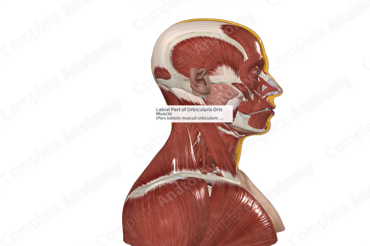 Labial Part of Orbicularis Oris Muscle