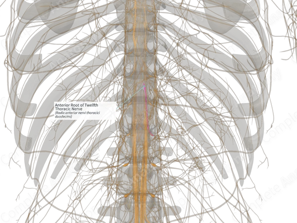 Anterior Root of Twelfth Thoracic Nerve (Right)