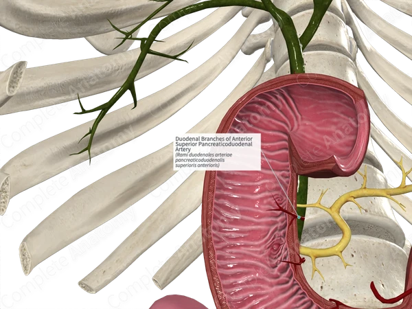 Duodenal Branches of Anterior Superior Pancreaticoduodenal Artery