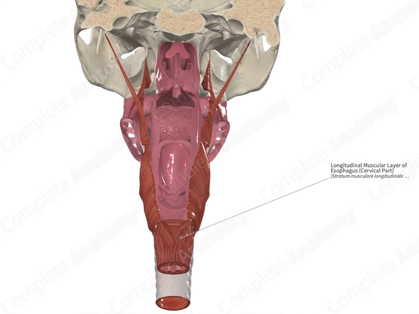 Longitudinal Muscular Layer of Esophagus (Cervical Part)