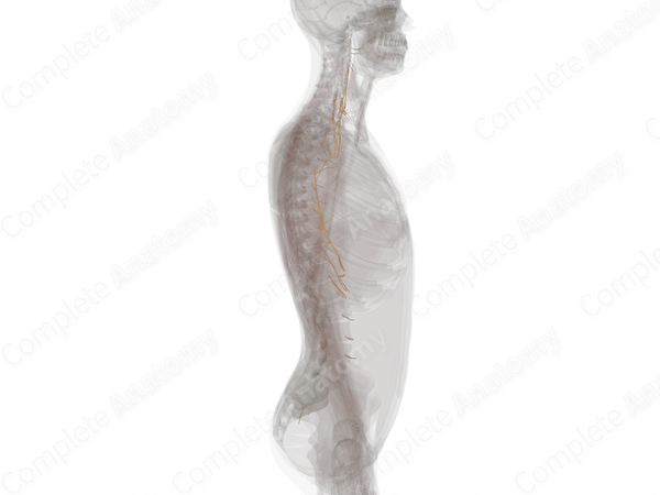 Sympathetic Nerves