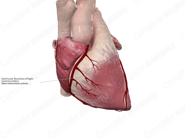 Ventricular Branches of Right Coronary Artery