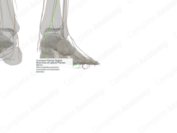 Common Plantar Digital Branches of Lateral Plantar Nerve (Left)