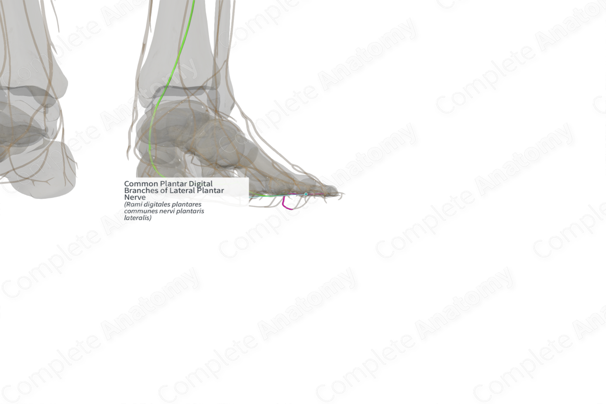 Common Plantar Digital Branches of Lateral Plantar Nerve (Left)