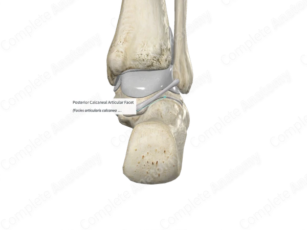 Posterior Calcaneal Articular Facet 
