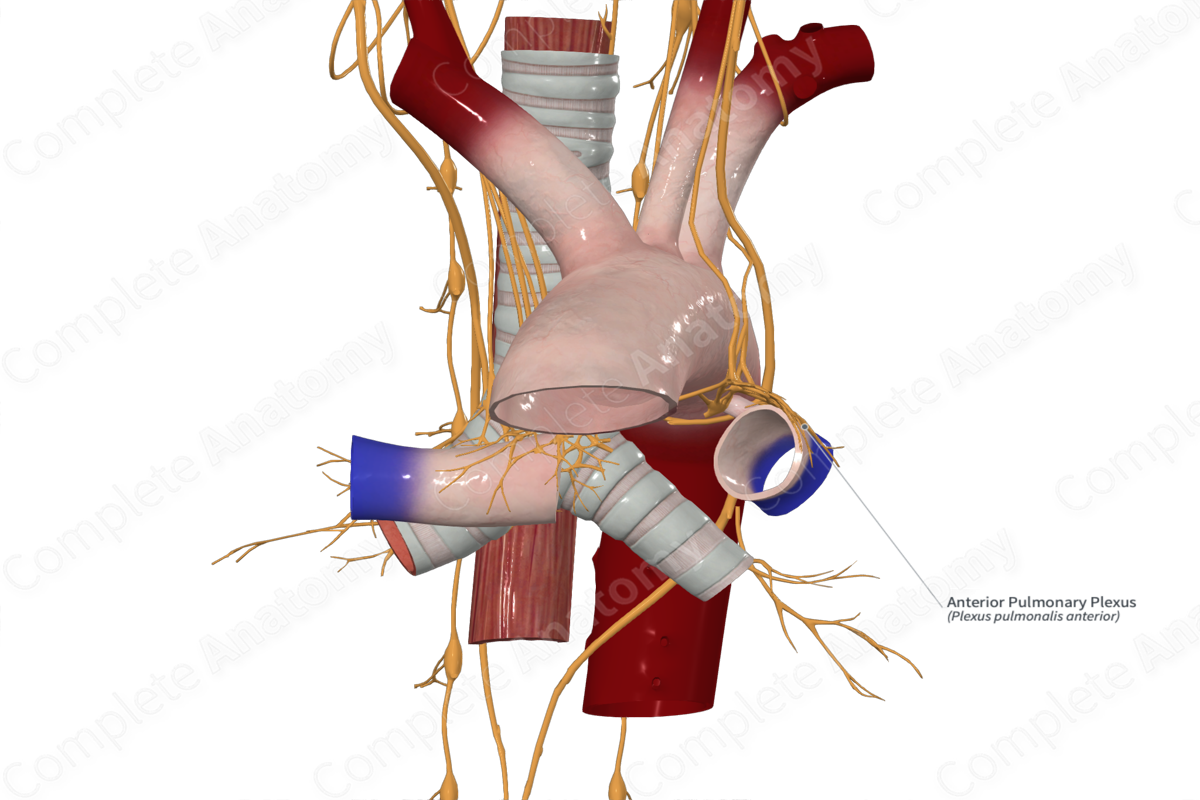 Anterior Pulmonary Plexus