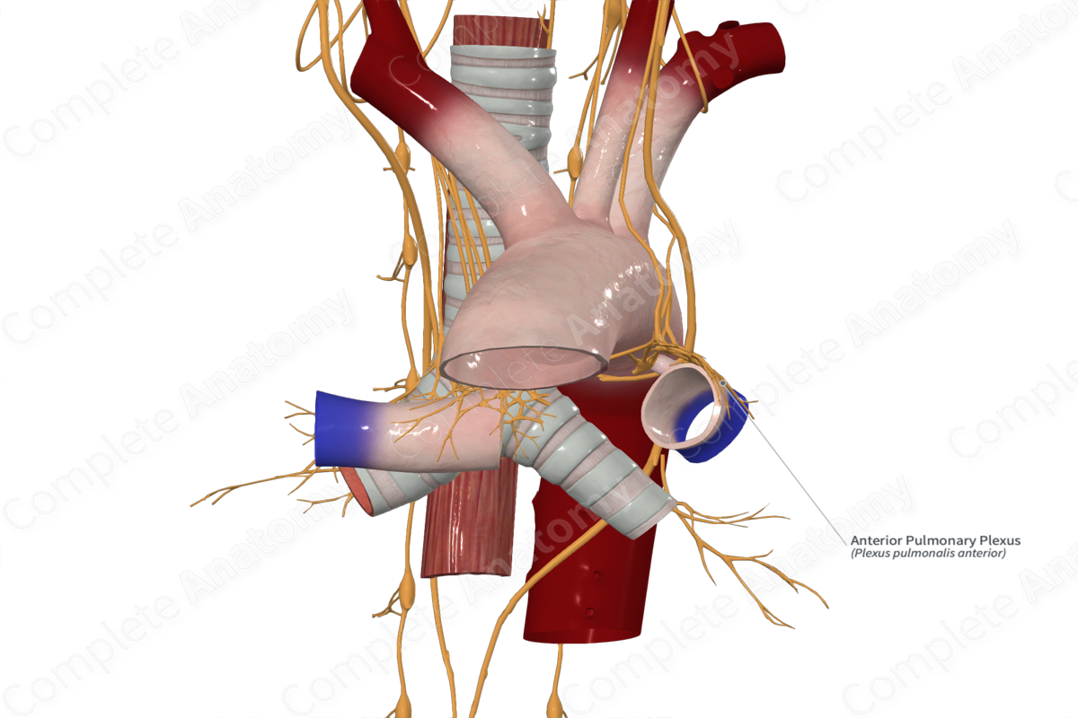 Anterior Pulmonary Plexus 