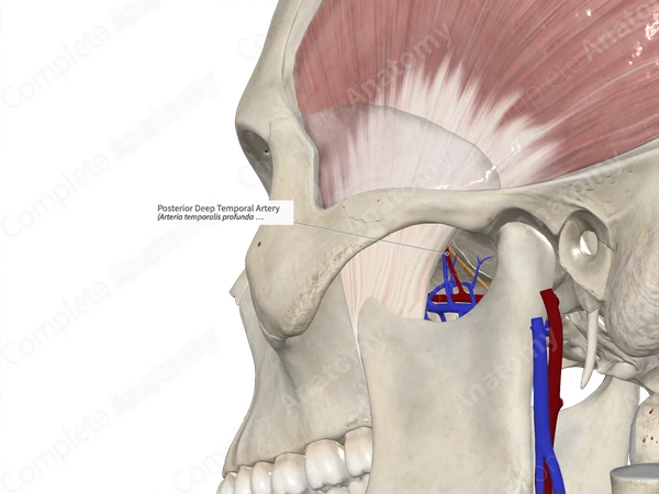 Posterior Deep Temporal Artery