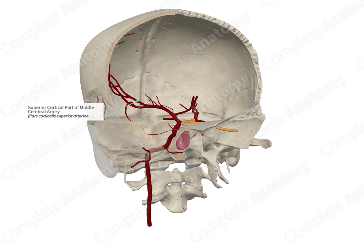 Superior Cortical Part of Middle Cerebral Artery 