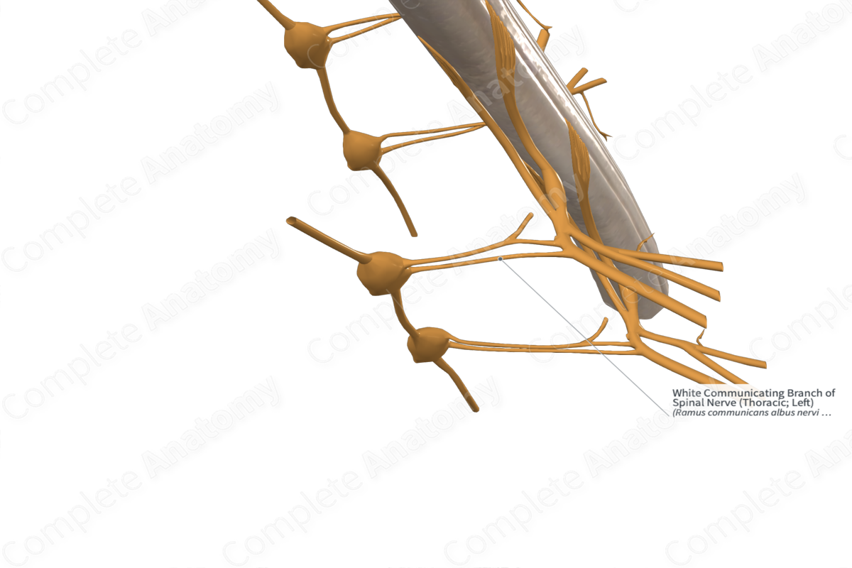 White Communicating Branch of Spinal Nerve (Thoracic; Left)