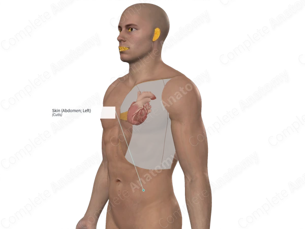 Skin (Abdomen; Left)