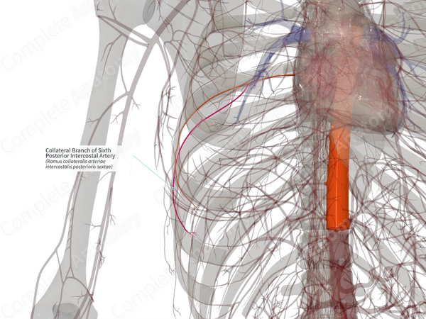 Collateral Branch of Sixth Posterior Intercostal Artery (Right)
