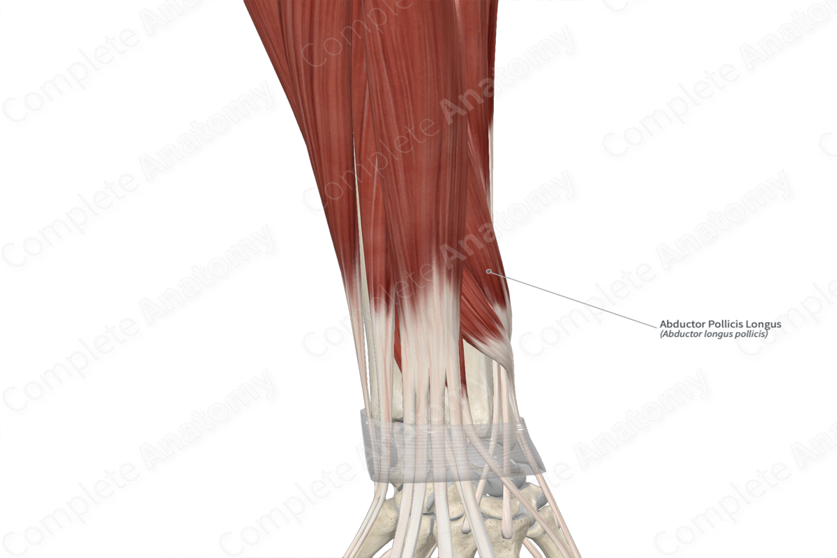 Abductor Pollicis Longus 