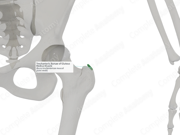 Trochanteric Bursae of Gluteus Medius Muscle (Right)
