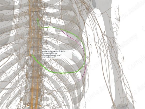 Collateral Branch of Sixth Intercostal Nerve (Left)