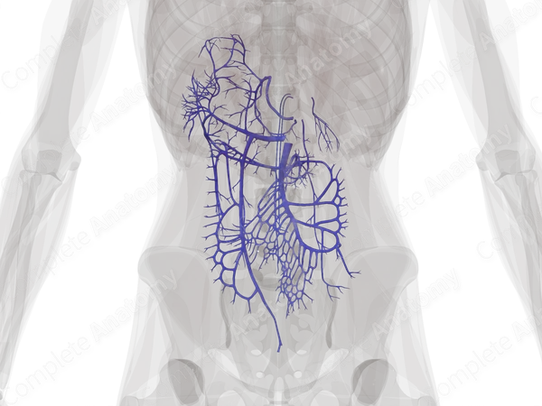 Tributaries of Hepatic Portal Vein
