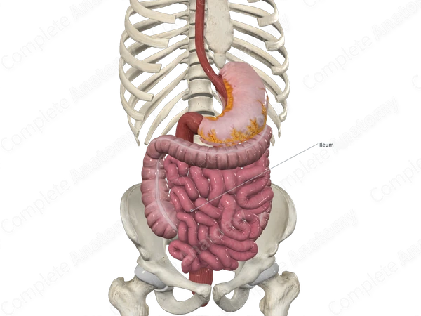 Serosa of Small Intestine (Ileum)