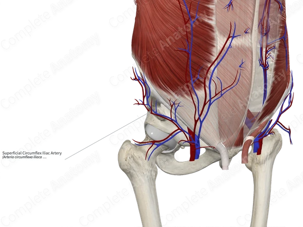 Superficial Circumflex Iliac Artery