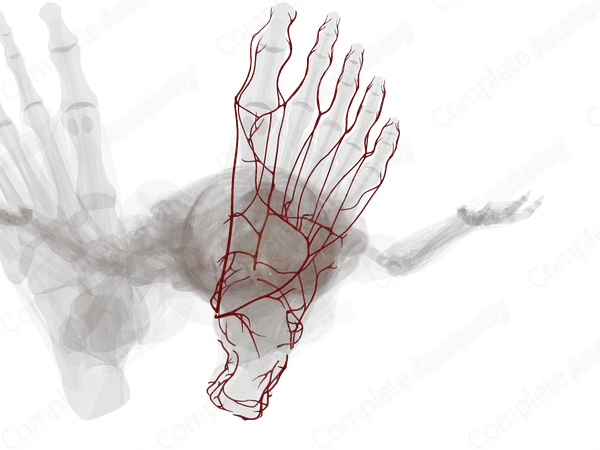 Arteries of Ankle & Foot (Left)