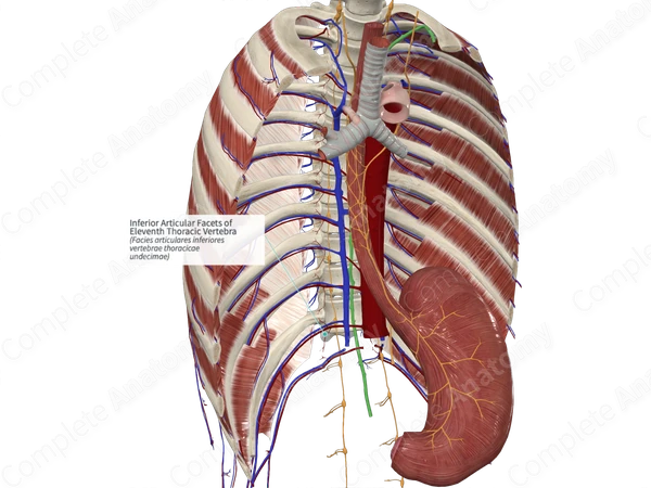 Inferior Articular Facets of Eleventh Thoracic Vertebra