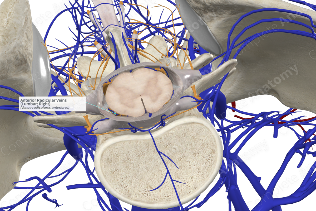 Anterior Radicular Veins (Lumbar; Right)