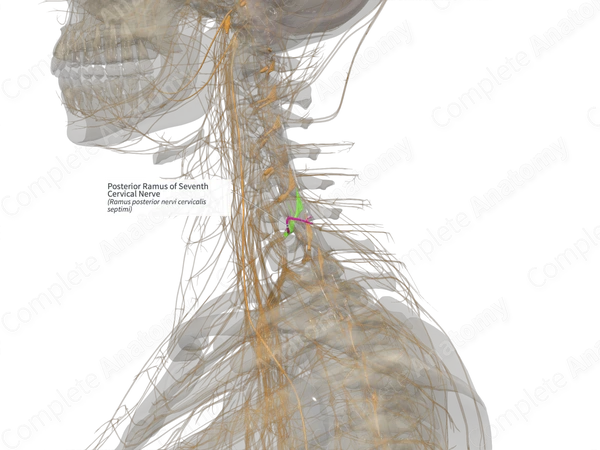 Posterior Ramus of Seventh Cervical Nerve (Left)