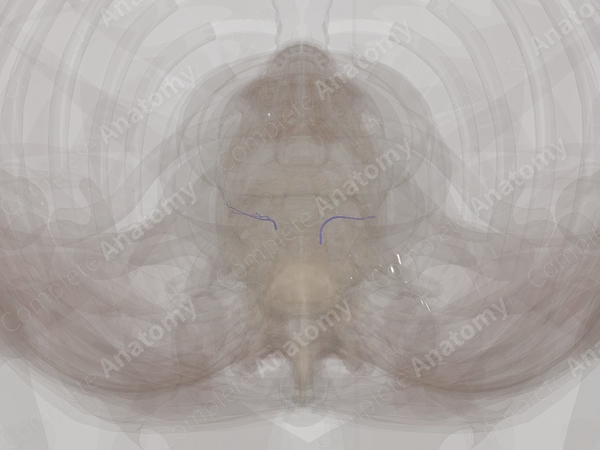 Veins of Respiratory System