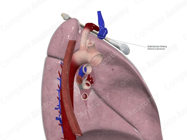 Subclavian Artery