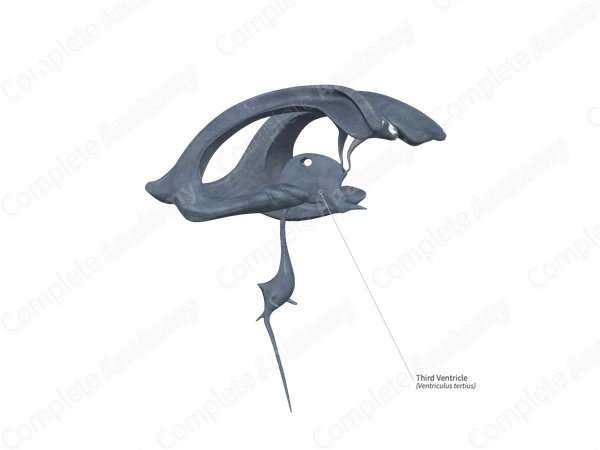 Third Ventricle