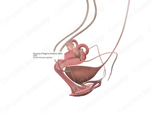 Mucosa of Vagina (Anterior Wall; Left)