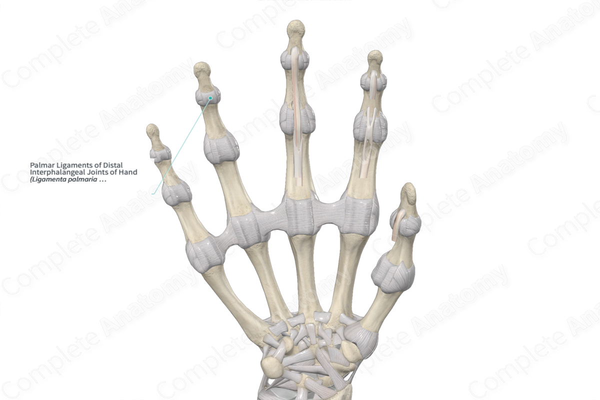 Palmar Ligaments of Distal Interphalangeal Joints of Hand 