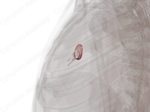 Right Atrioventricular Valve