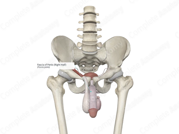 Fascia of Penis (Right Half)