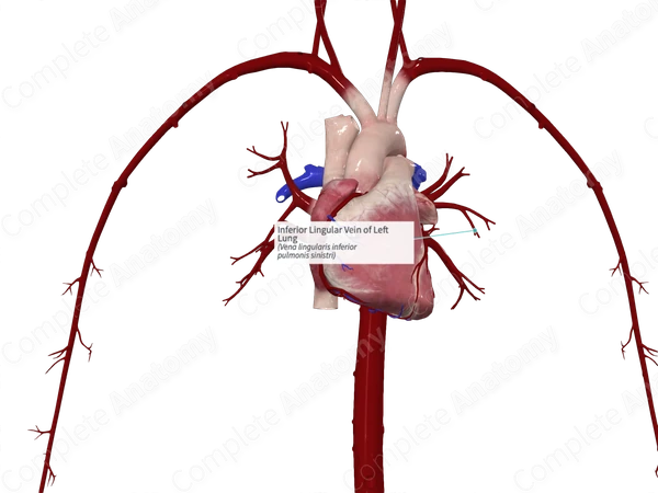 Inferior Lingular Vein of Left Lung