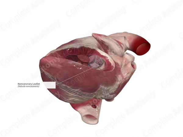 Noncoronary Leaflet