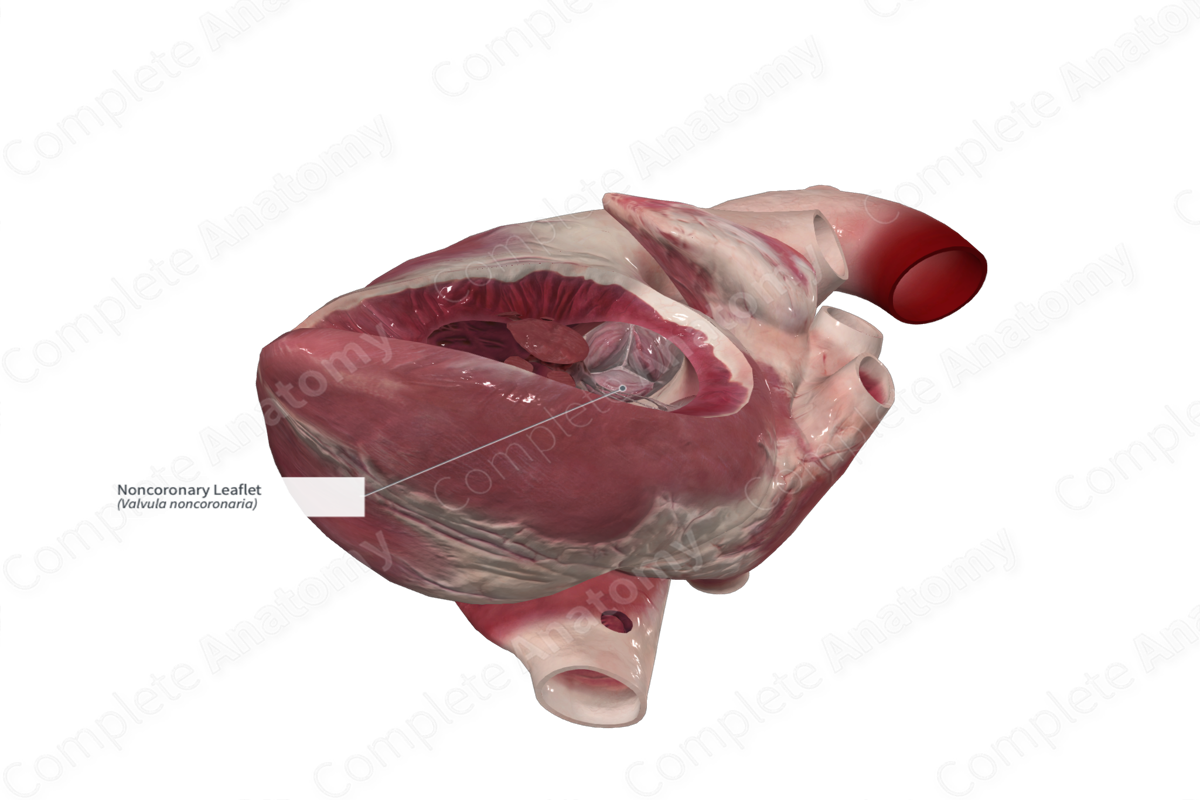 Noncoronary Leaflet