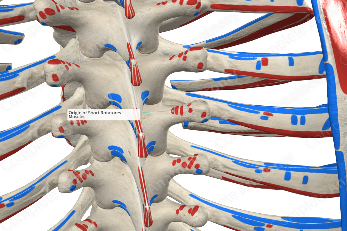 Origin of Short Rotatores Muscles