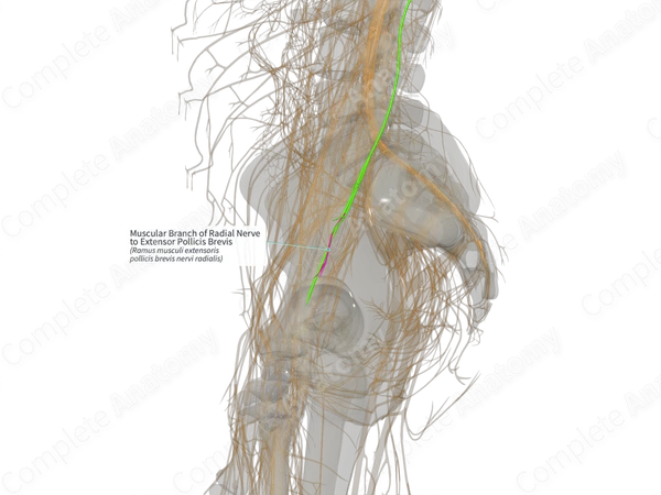Muscular Branch of Radial Nerve to Extensor Pollicis Brevis (Right)