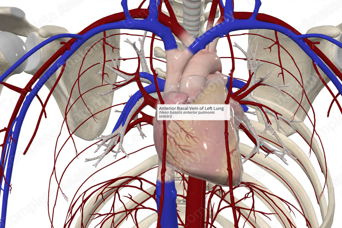 Anterior Basal Vein of Left Lung