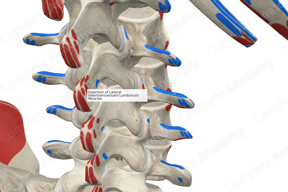 Insertion of Lateral Intertransversarii Lumborum Muscles