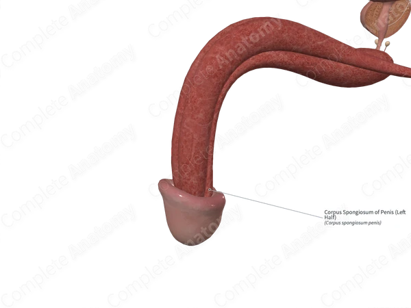 Corpus Spongiosum of Penis (Left Half)