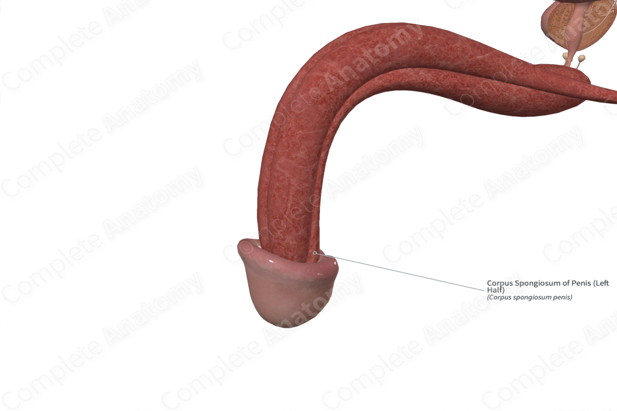 Corpus Spongiosum of Penis (Left Half)