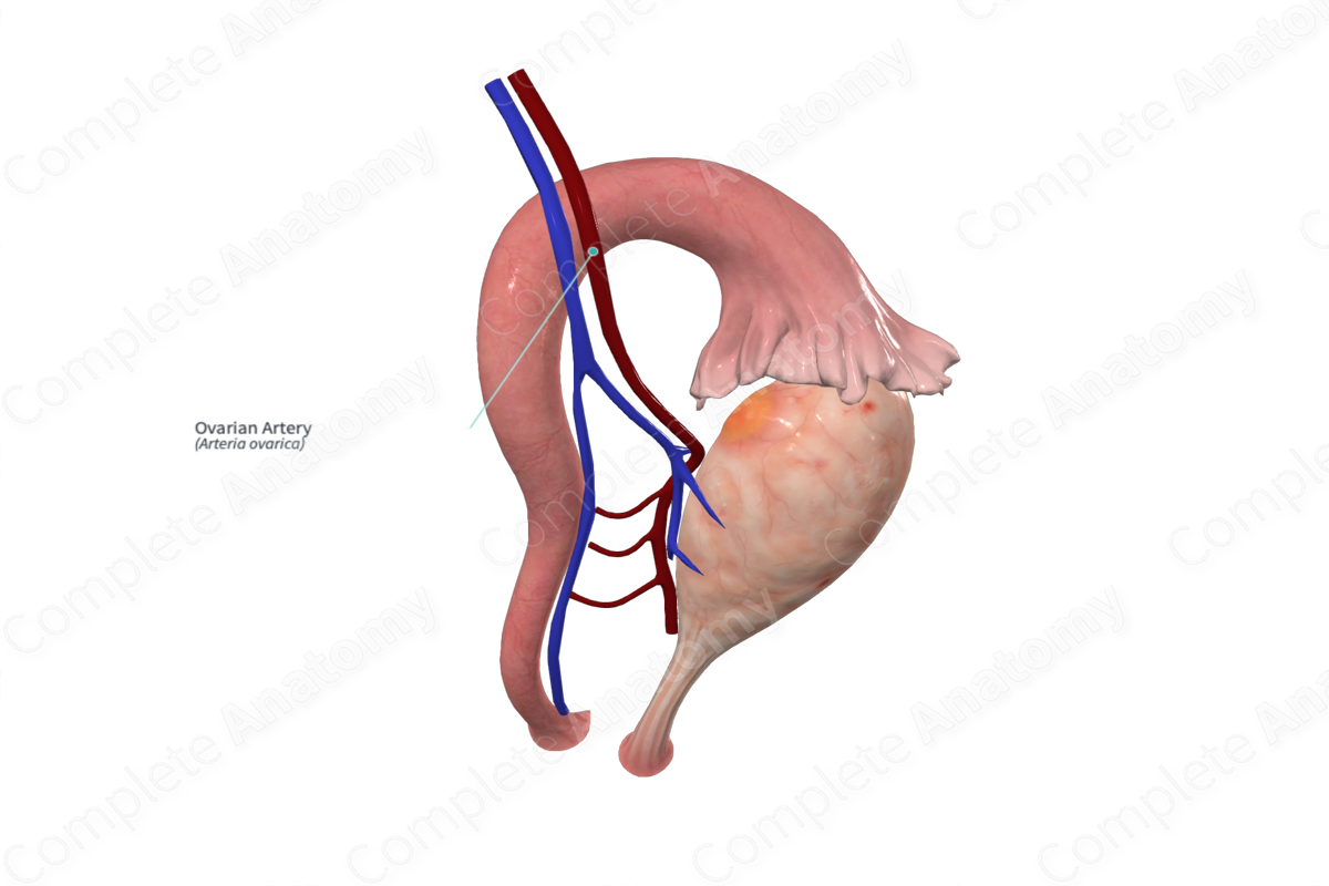 Ovarian Artery (Left)