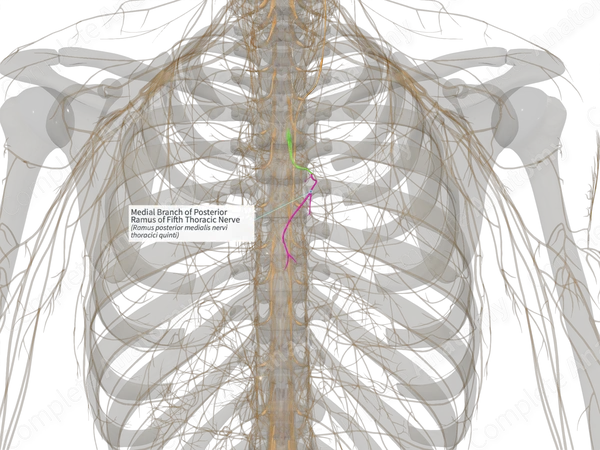 Medial Branch of Posterior Ramus of Fifth Thoracic Nerve (Right)