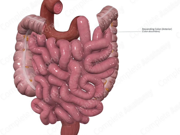 Descending Colon (Anterior)