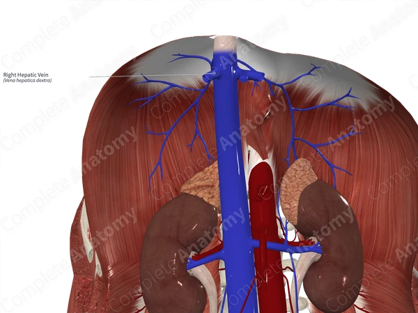 Right Hepatic Vein